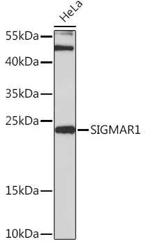 Sigma1 receptor (SIGMAR1) Rabbit Polyclonal Antibody - image 1
