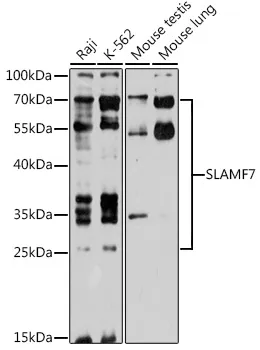 SLAMF7 Rabbit Polyclonal Antibody - image 1