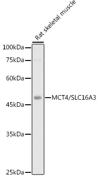 SLC16A3 Rabbit Polyclonal Antibody - image 1