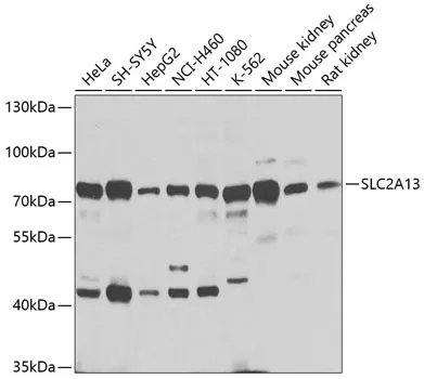 SLC2A13 Rabbit Polyclonal Antibody - image 1