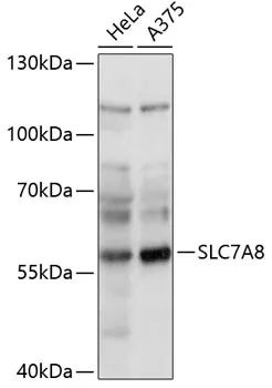 LAT2 (SLC7A8) Rabbit Polyclonal Antibody - image 1
