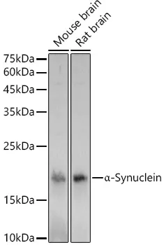 alpha Synuclein (SNCA) Rabbit Polyclonal Antibody - image 1