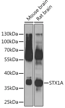 Syntaxin 1a (STX1A) Rabbit Polyclonal Antibody - image 1