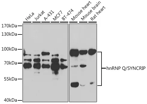 hnRNP Q (SYNCRIP) Rabbit Polyclonal Antibody - image 1