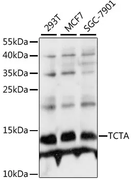 TCTA Rabbit Polyclonal Antibody - image 1