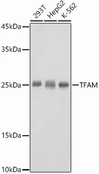 mtTFA (TFAM) Rabbit Polyclonal Antibody - image 1