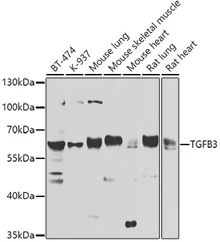 TGF beta 3 (TGFB3) Rabbit Polyclonal Antibody - image 1