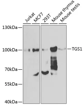 PIMT (TGS1) Rabbit Polyclonal Antibody - image 1
