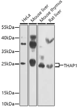 THAP1 Rabbit Polyclonal Antibody - image 1