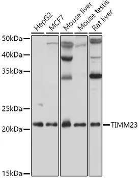 TIMM23 Rabbit Polyclonal Antibody - image 1