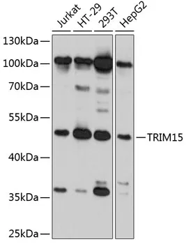 RNF93 (TRIM15) Rabbit Polyclonal Antibody - image 1
