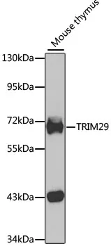 TRIM29 Rabbit Polyclonal Antibody - image 1