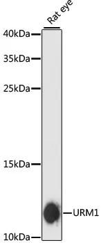 URM1 Rabbit Polyclonal Antibody - image 1