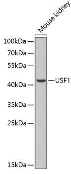 USF1 Rabbit Polyclonal Antibody - image 1