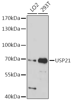 USP21 Rabbit Polyclonal Antibody - image 1
