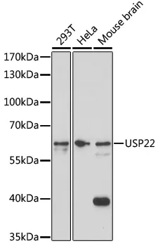 USP22 Rabbit Polyclonal Antibody - image 1