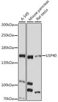USP40 Rabbit Polyclonal Antibody - image 1
