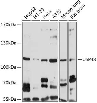 USP48 Rabbit Polyclonal Antibody - image 1