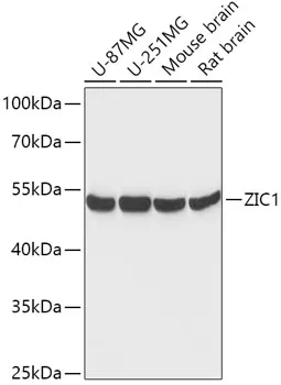 ZIC1 Rabbit Polyclonal Antibody - image 1