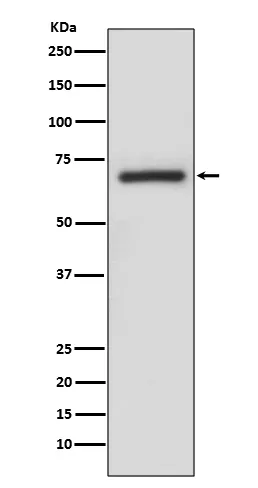 A RAF (ARAF) Rabbit Polyclonal Antibody - image 1
