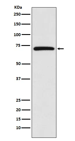 cIAP1 (BIRC2) Rabbit Polyclonal Antibody - image 1