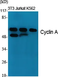 Cyclin A1 (CCNA1) Rabbit Polyclonal Antibody - image 1