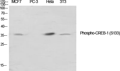 CREB1 Rabbit Polyclonal Antibody - image 1