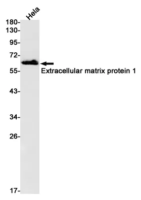 ECM1 Rabbit Monoclonal Antibody [Clone ID: R07-7E8] - image 1