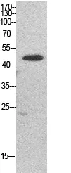 EEF1A1 Rabbit Polyclonal Antibody - image 1