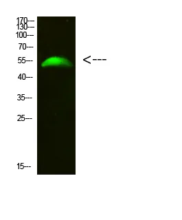 GCM2 Rabbit Polyclonal Antibody - image 1