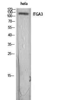 ITGA3 Rabbit Polyclonal Antibody - image 1