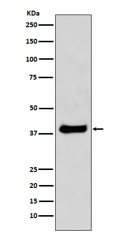 c-Jun (JUN) Rabbit Polyclonal Antibody - image 1