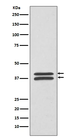 MEK3 (MAP2K3) Rabbit Polyclonal Antibody - image 1