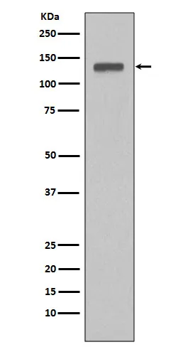 MCM2 Rabbit Polyclonal Antibody - image 1