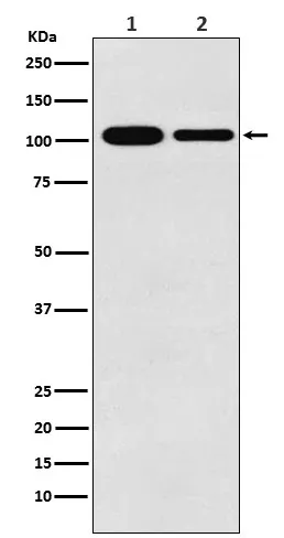 MCM3 Rabbit Polyclonal Antibody - image 1