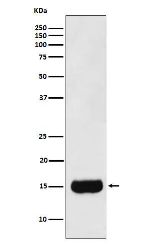 MSMB Rabbit Polyclonal Antibody - image 1