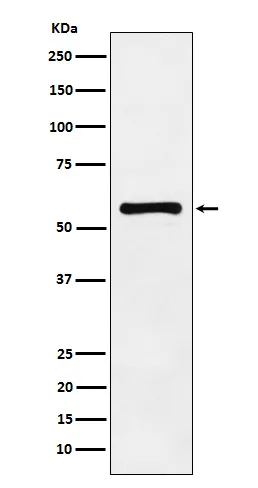 PAK2 Rabbit Polyclonal Antibody - image 1