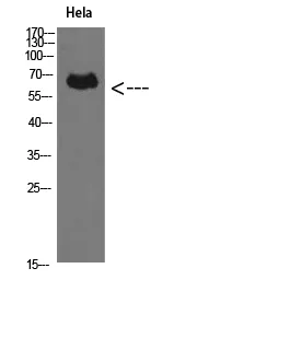 PRF1 Rabbit Polyclonal Antibody - image 1