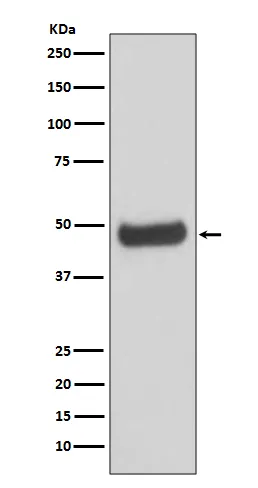 PRKAR2B Rabbit Polyclonal Antibody - image 1