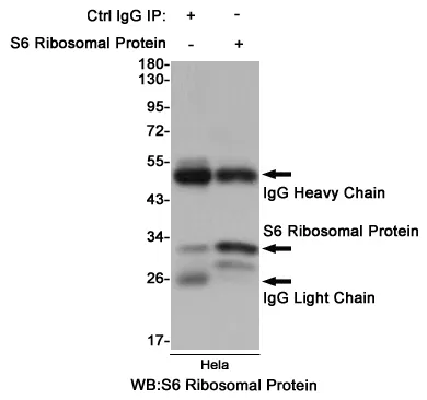RPS6 Mouse Monoclonal Antibody [Clone ID: 7B10-E11-E11] - image 1