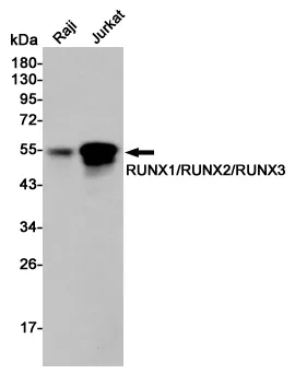 RUNX2 Rabbit Polyclonal Antibody - image 1