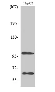 SIRP alpha (SIRPA) Rabbit Polyclonal Antibody - image 1