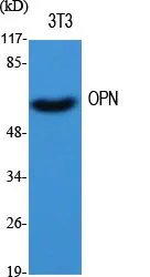 Osteopontin (SPP1) Rabbit Polyclonal Antibody - image 1