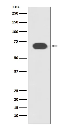 TCF7L2 Rabbit Polyclonal Antibody - image 1