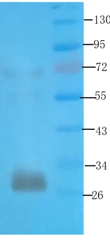 Syntaxin Mouse Monoclonal Antibody [Clone ID: SP6] - image 1
