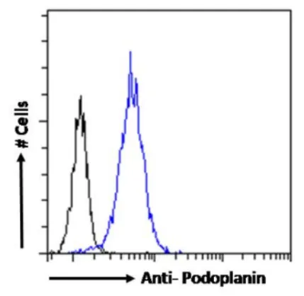 Recombinant Anti-Podoplanin (MAP tag) (Clone PMab-1) - image 1