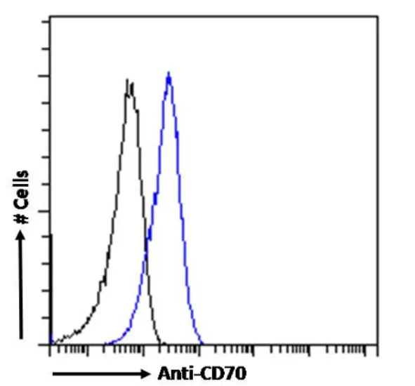 Cd70 Rabbit Monoclonal Antibody [Clone ID: TAN1-6] - image 1