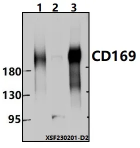 Sialoadhesin (SIGLEC1) Rabbit Polyclonal Antibody - image 1