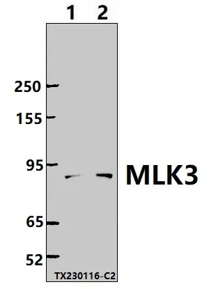 MLK3 (MAP3K11) Rabbit Polyclonal Antibody - image 1