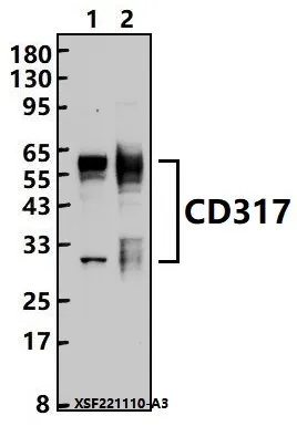 BST2 Rabbit Polyclonal Antibody - image 1